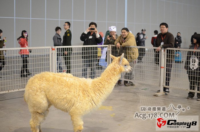 南京GJ2同人展报道之摊位和神兽篇