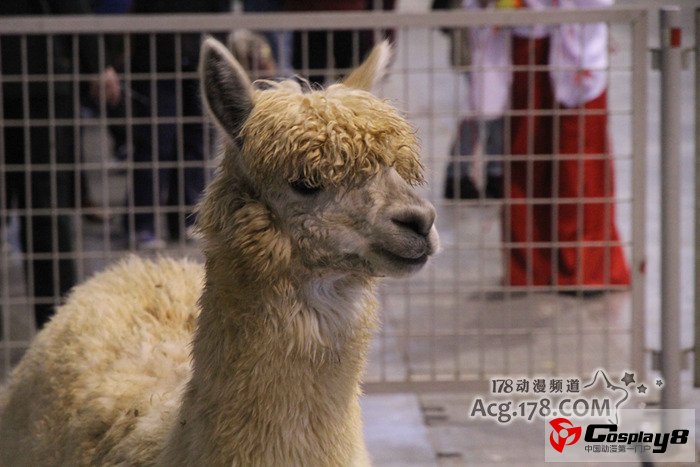 南京GJ2同人展报道之摊位和神兽篇