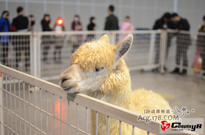 南京GJ2同人展报道之摊位和神兽篇