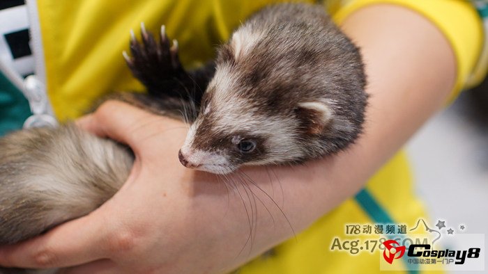 第七届囧囧有神同人祭汇总报道